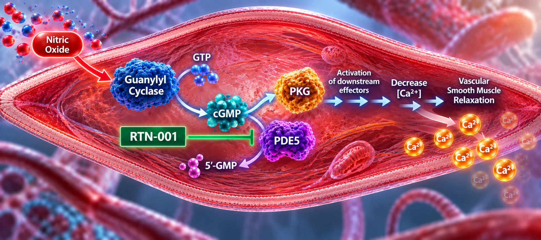 Nitric oxide–cGMP pathway in vascular smooth muscle: guanylyl cyclase, cGMP, PDE5, PKG, decreased calcium, and vascular smooth muscle relaxation; RTN-001 inhibits PDE5.