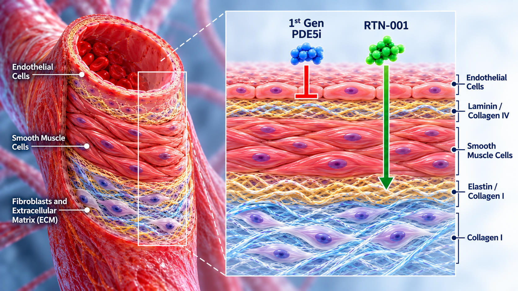 Blood vessel wall cross-section: endothelial cells, smooth muscle cells, and fibroblasts/ECM; first-generation PDE5 inhibitors stay at the endothelium while RTN-001 penetrates into the smooth muscle and elastin layers.